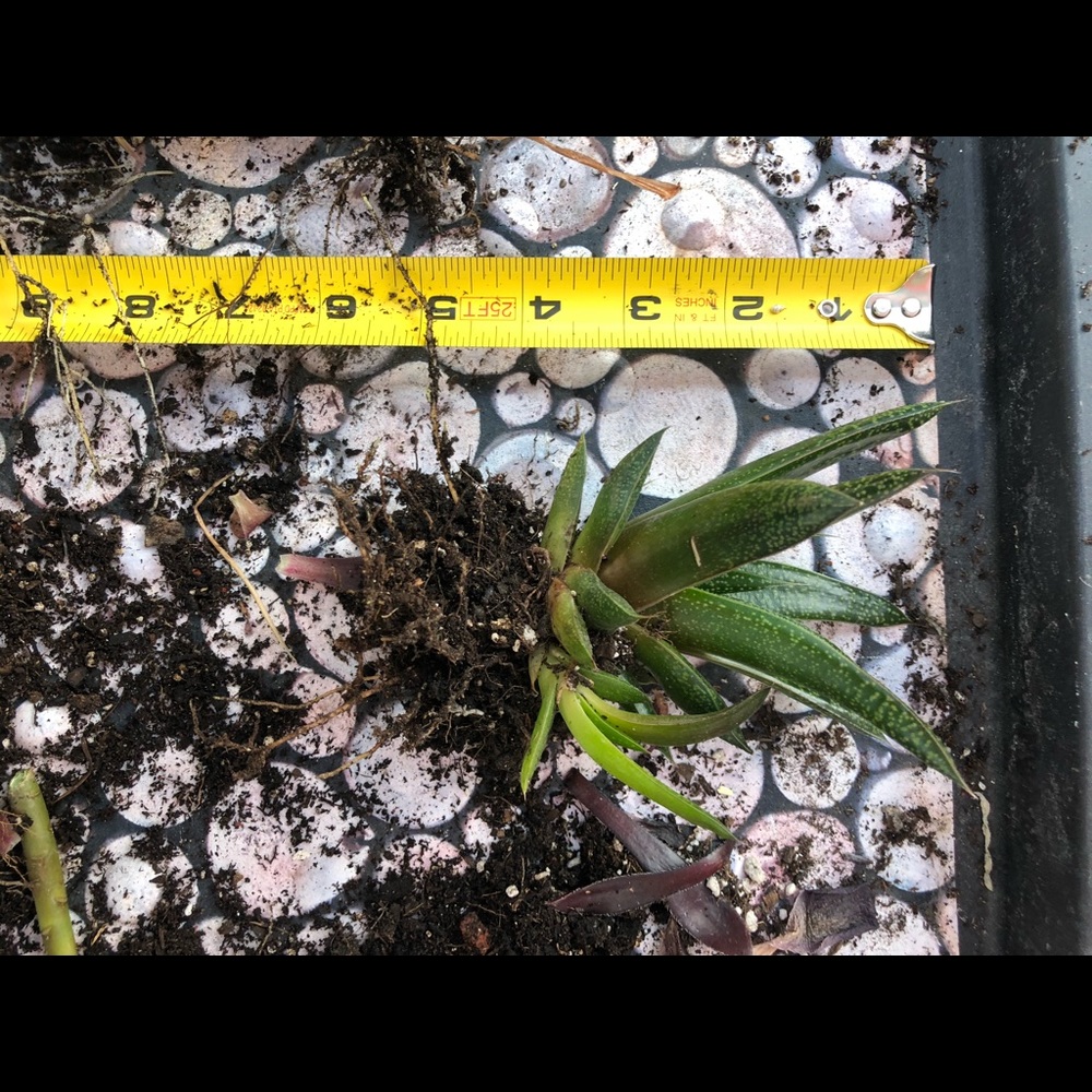 Succulents - Picture 5 of 8